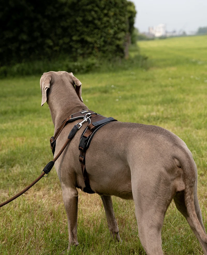 Hundegeschirr gepolstert und reflektierend