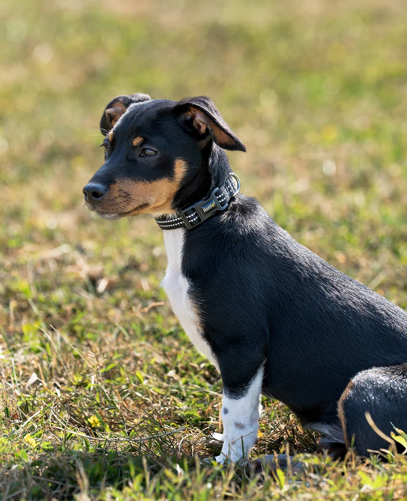 Hundehalsband gepolstert, reflektierend und wasserfest