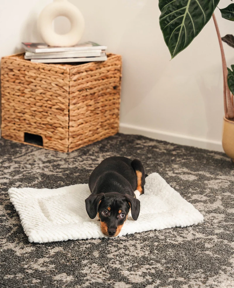 Wendedecke für Hunde