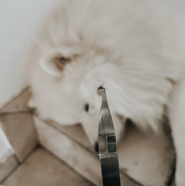 Tick Tweezer