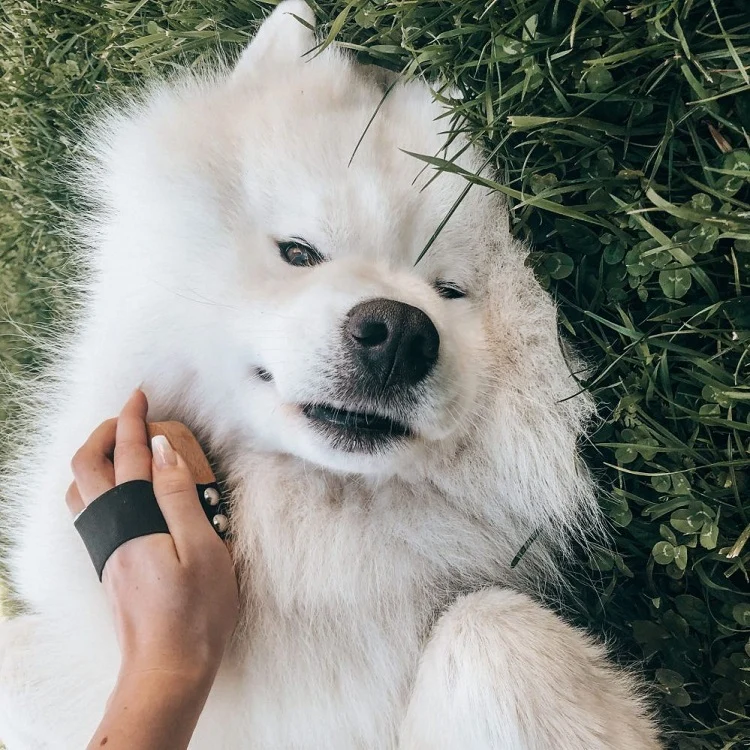 Dog Brush Longhair