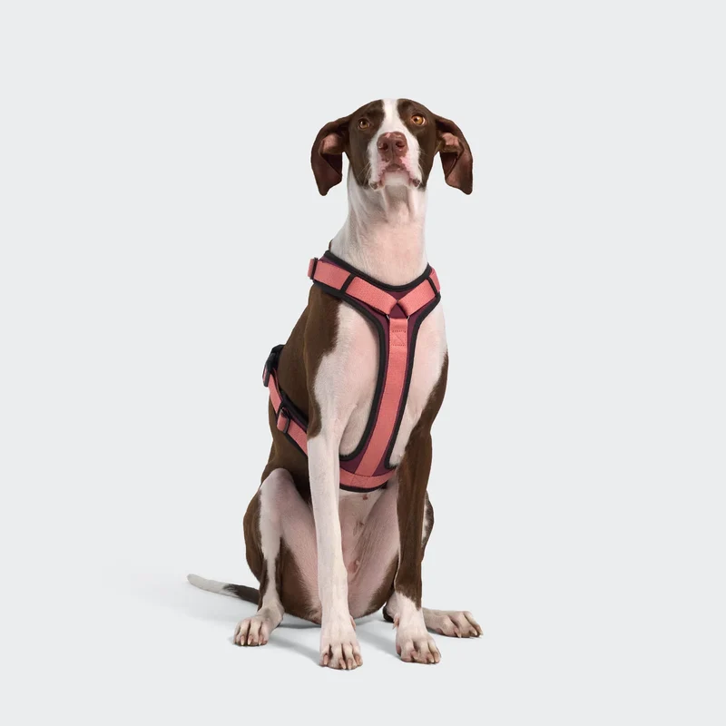Y-3 Hundegeschirr AKTIV Softshell Aubergine/Soft Rose