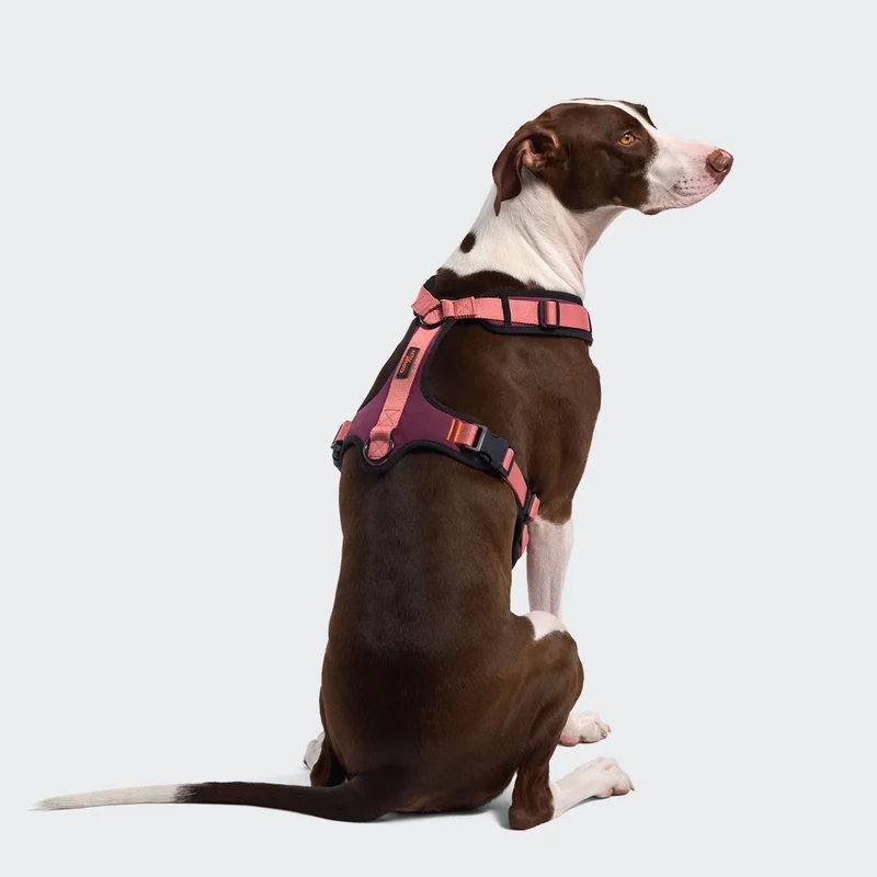 Y-3 Hundegeschirr AKTIV Softshell Aubergine/Soft Rose