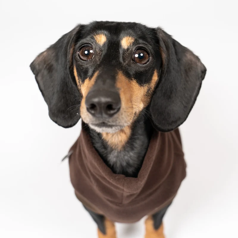 Fleece Shirt für Dackel Dunkelbraun