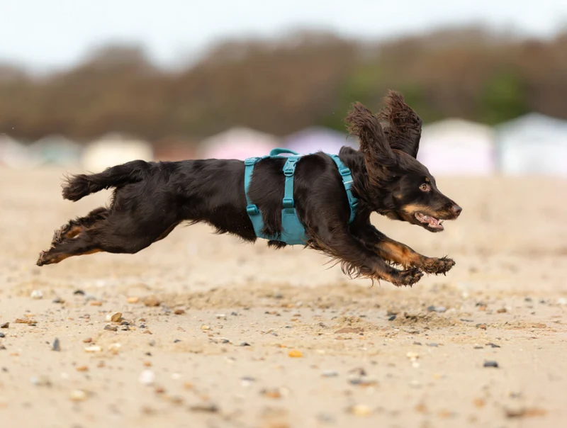 Non-stop Ramble harness long