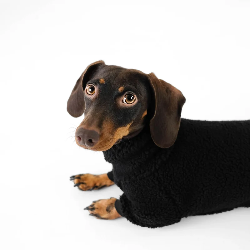 TEDDY Overall für Dackel Schwarz