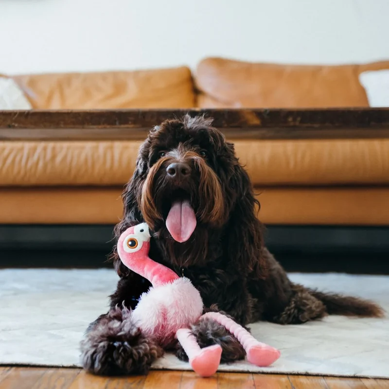 Flora the Flamingo