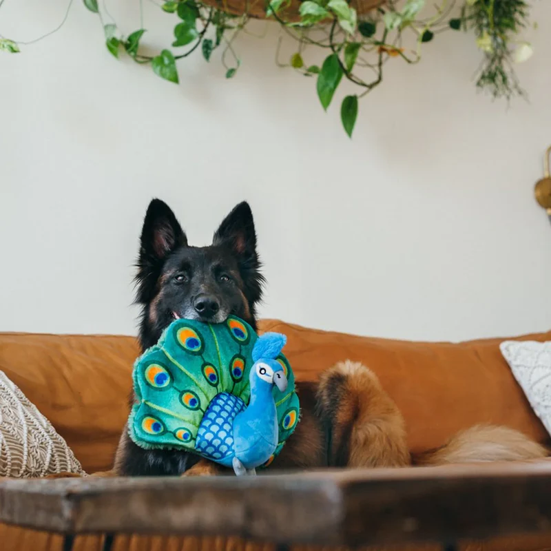 Percy the Peacock