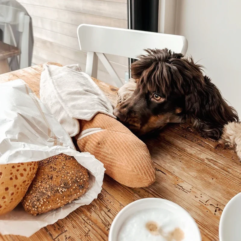 Schnüffelspielzeug Baguette