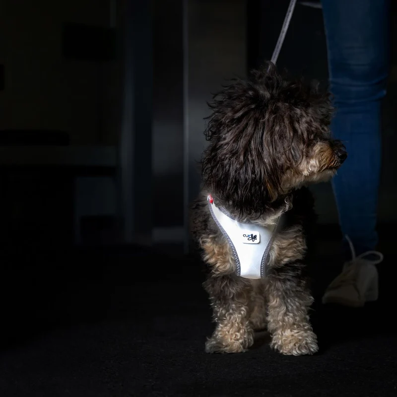 Hundegeschirr Glow Clasp Vest Harness Reflective Grey