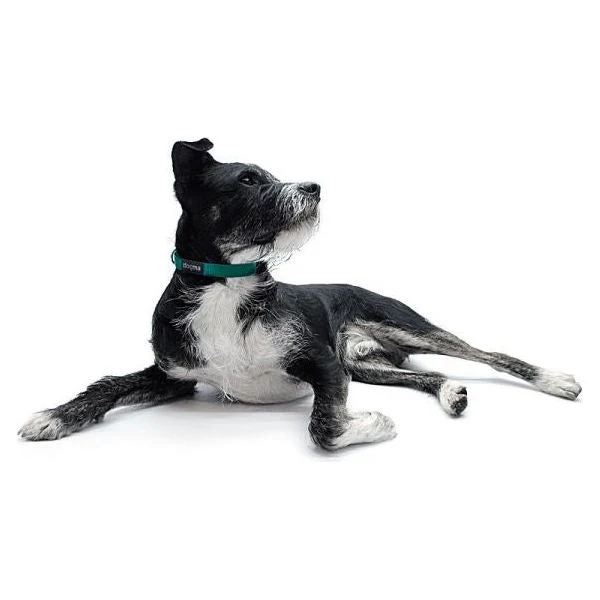 Dogma Hundehalsband Little Navy-16mm