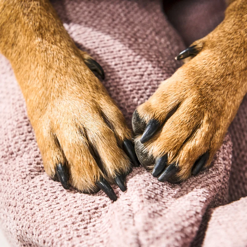 Hundebett Tudor Ortho oder Classic Rose