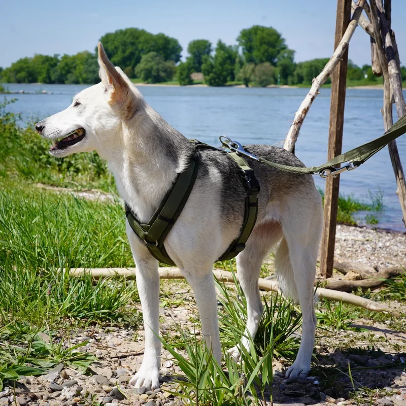 Hundegeschirr FUN Oliv/Oliv