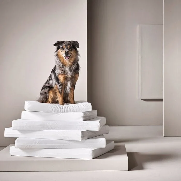 Ortho Mattress