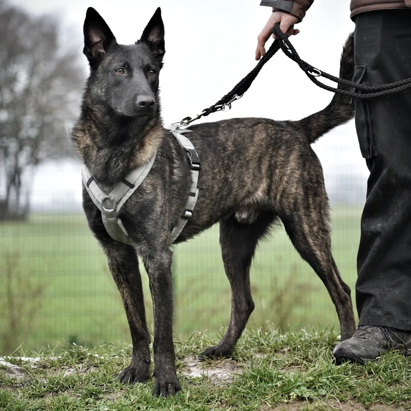 Hundegeschirr FUN Grau/Silber