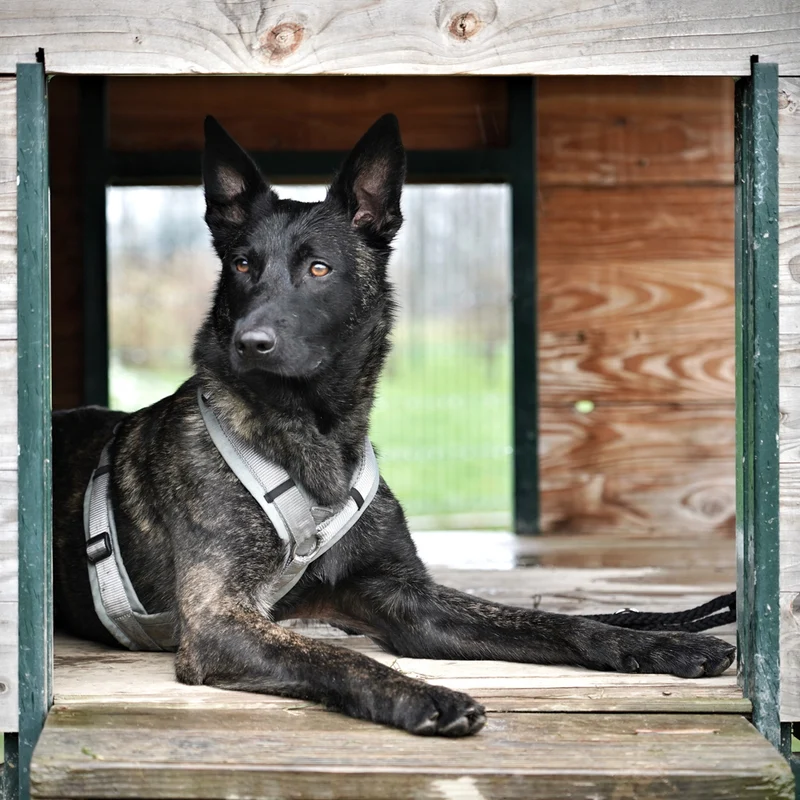 Hundegeschirr FUN Grau/Silber