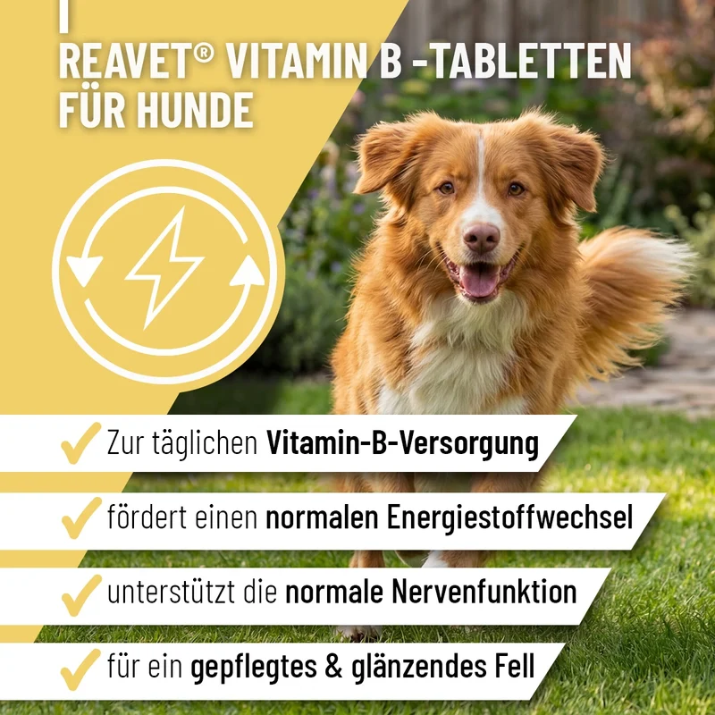 Vitamin B Tabletten