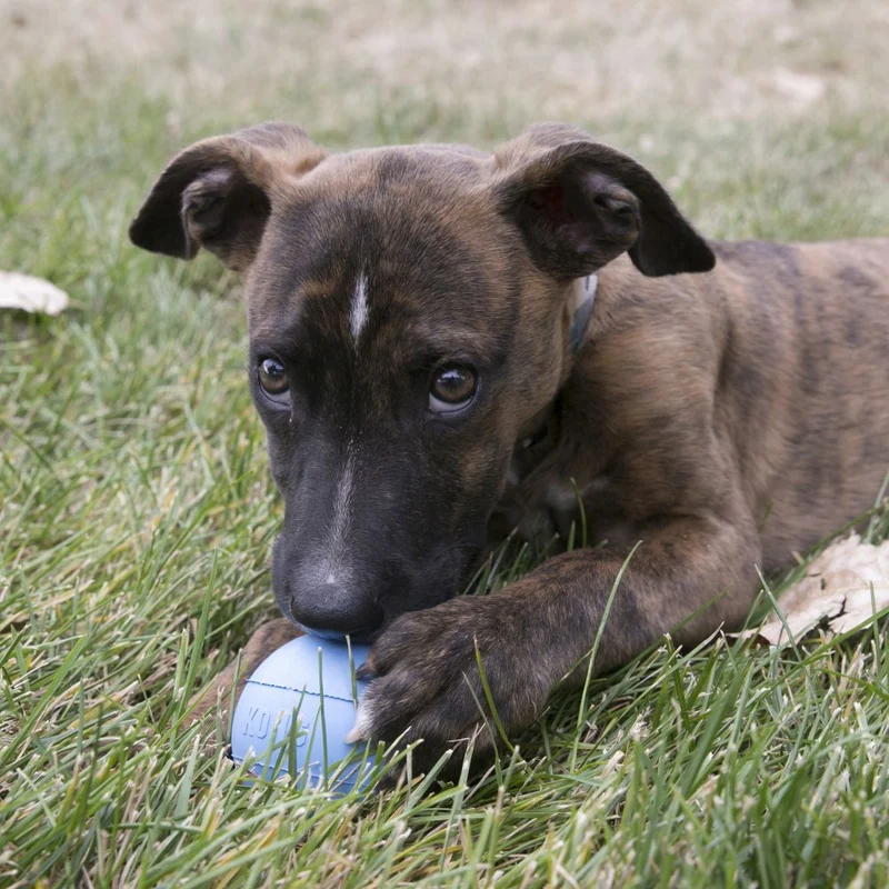 KONG Puppy Ball