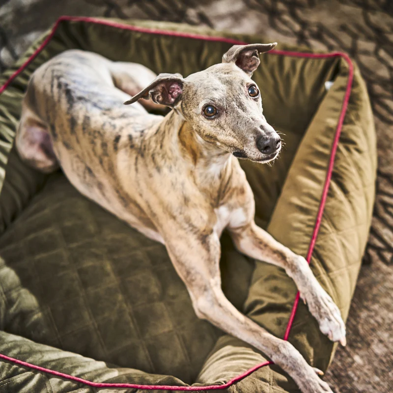 Hundebett Oxford Ortho oder Classic Olive