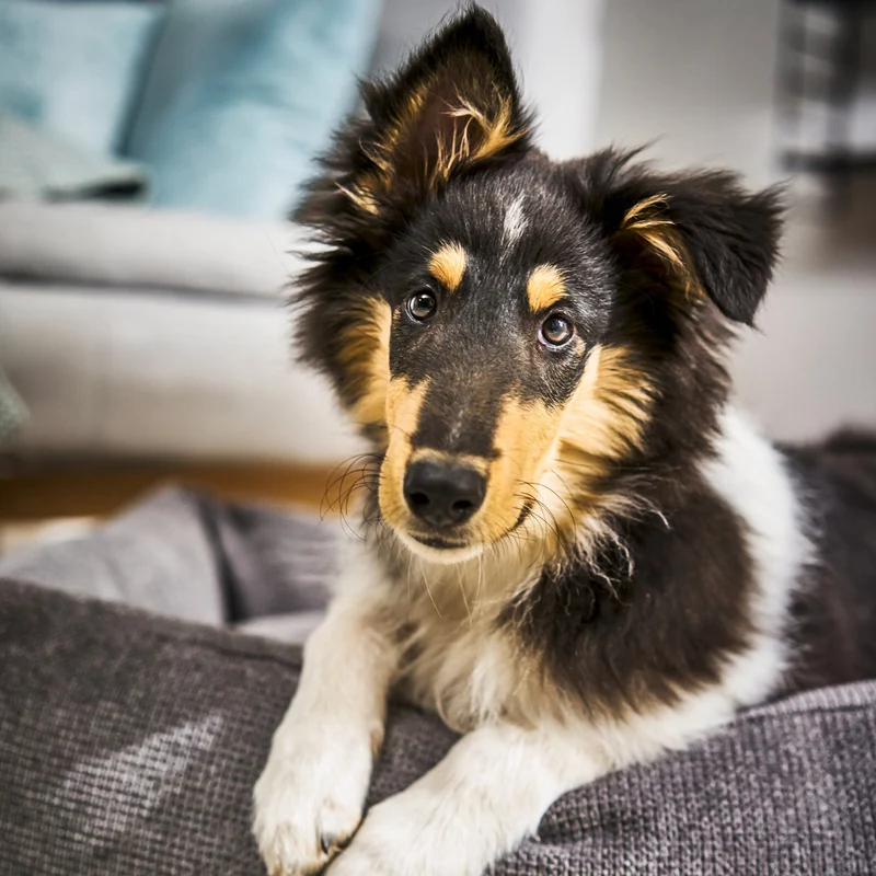 Hundebett Tudor Ortho oder Classic Anthrazit