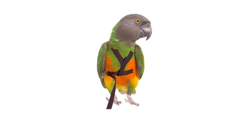 Vogelgeschirr XL Schwarz PL2186 Petlala
