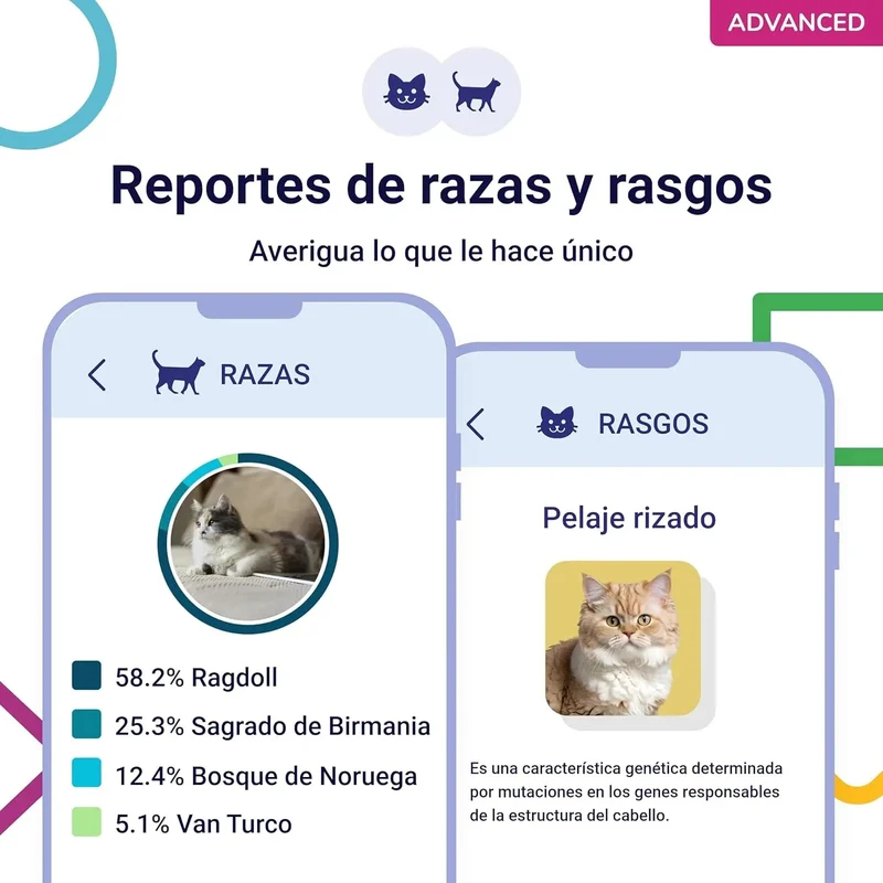 Teste ADN / DNA para Gatos - 150+ Relatórios de Raça, Saúde e Traços Físicos