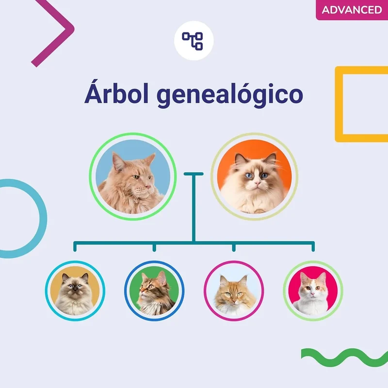 Teste ADN / DNA para Gatos - 150+ Relatórios de Raça, Saúde e Traços Físicos