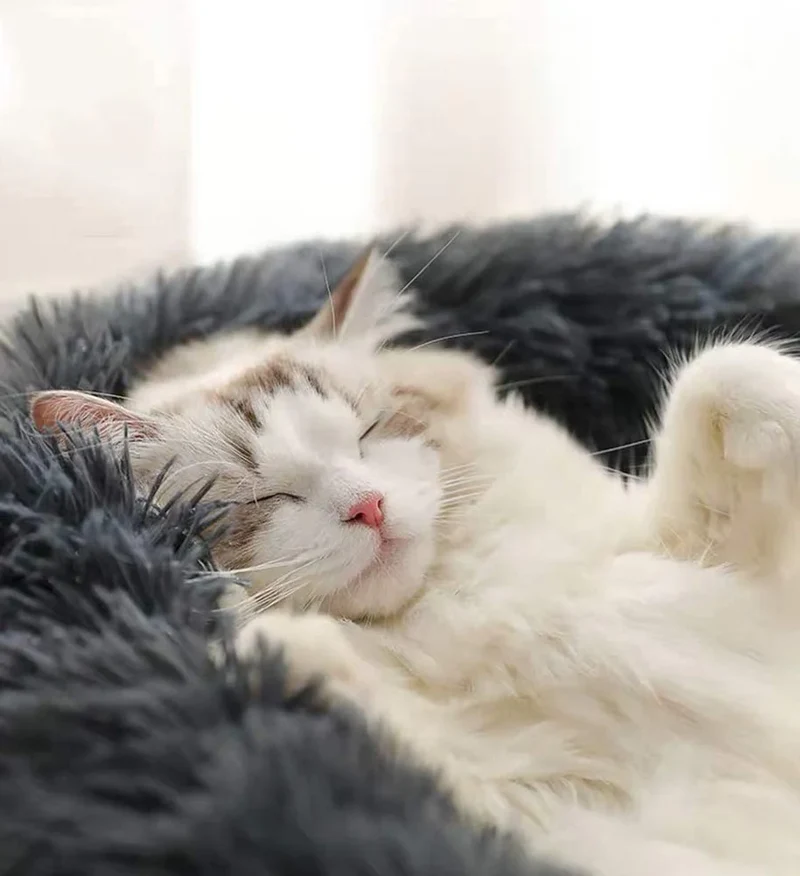 "Wolke 7" flauschiges Katzenbett
