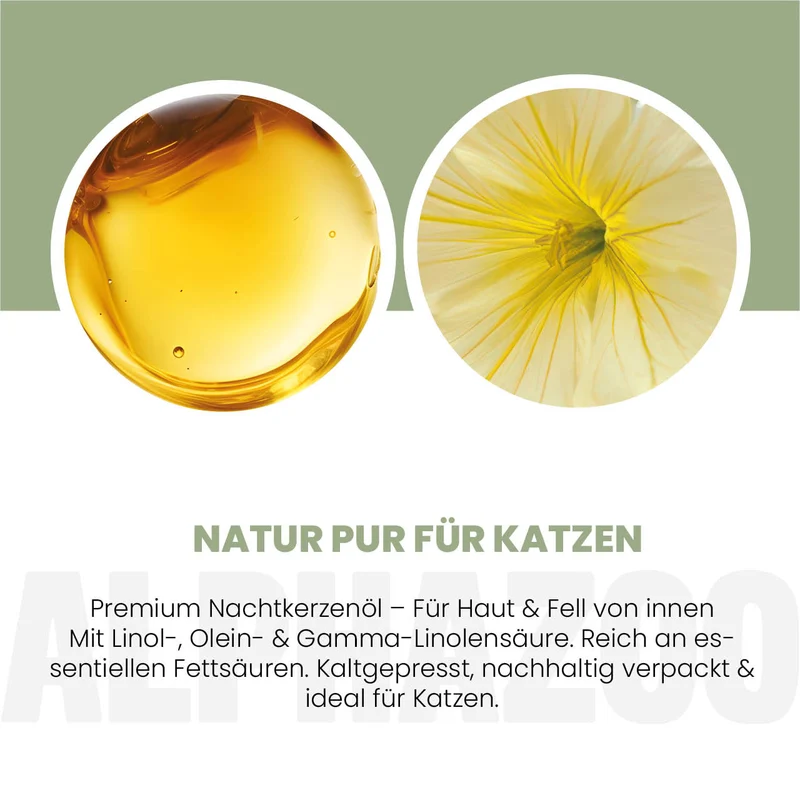 Nachtkerzenöl für Katzen