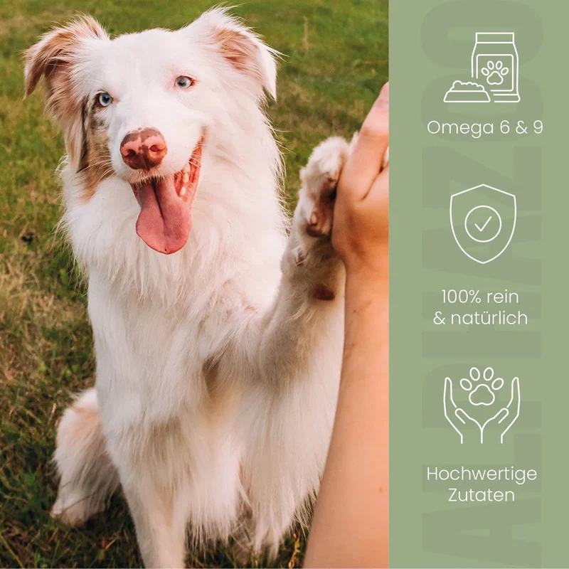 Schwarzkümmelöl für Hunde
