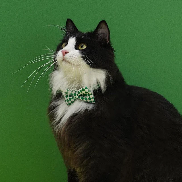 Bow Tie