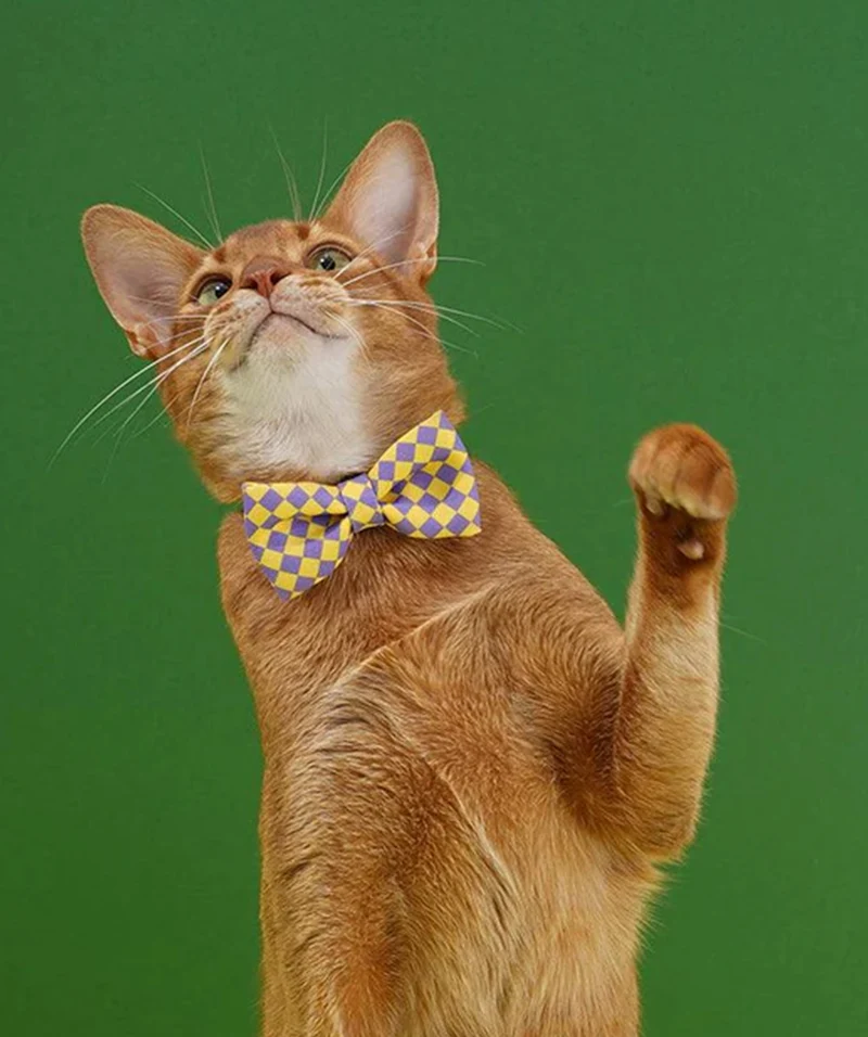 Bow Tie