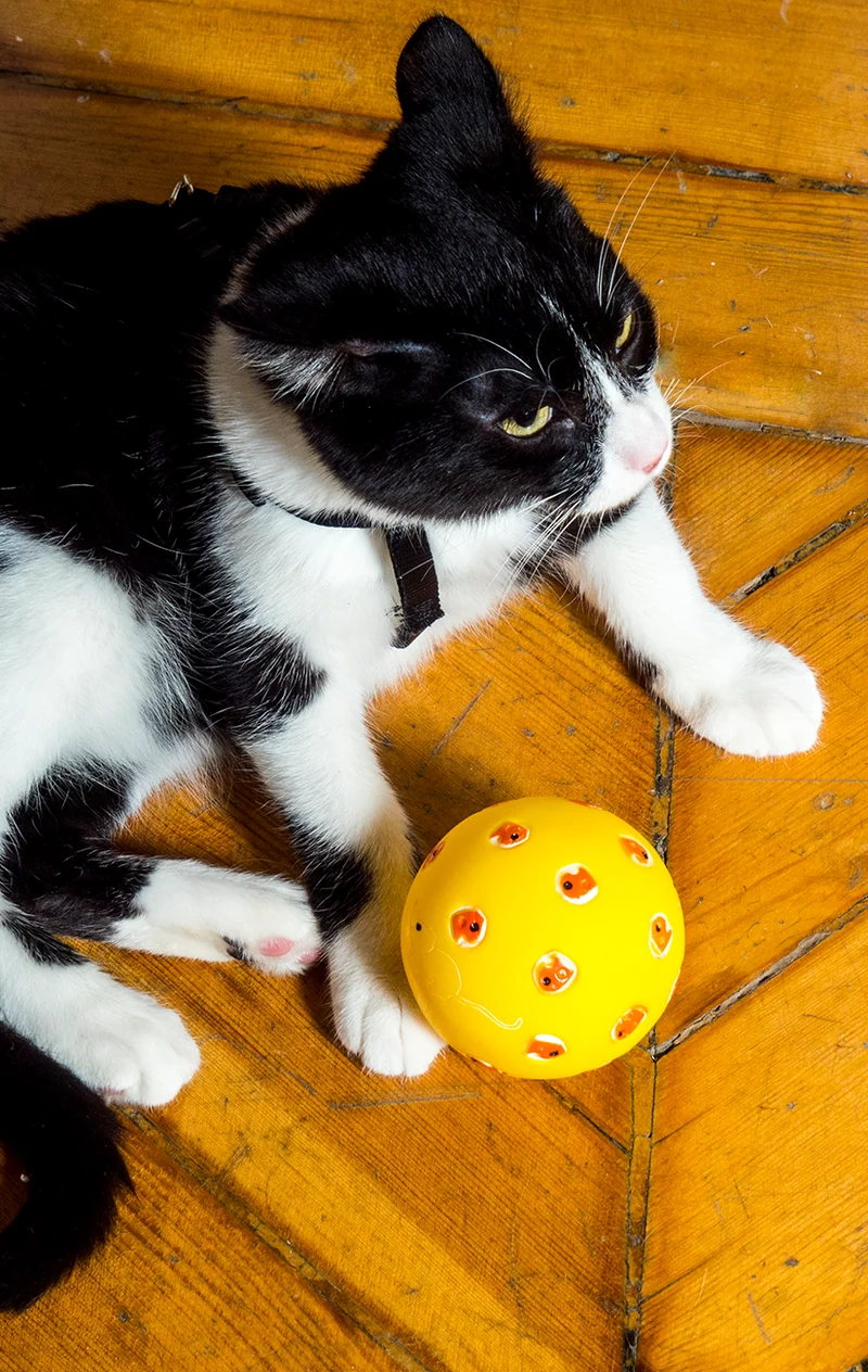 Snack ball