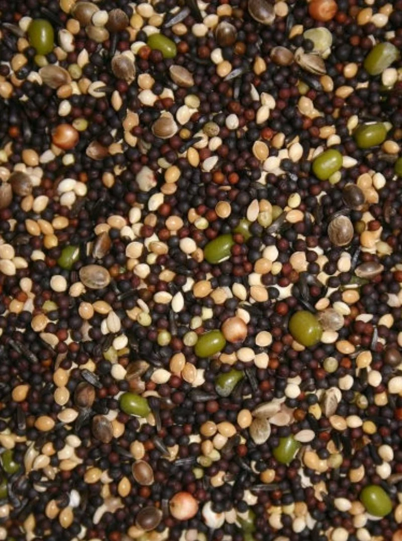 Keimsaat 1 kg – Kanarienvögel & Finken – BIRD-X