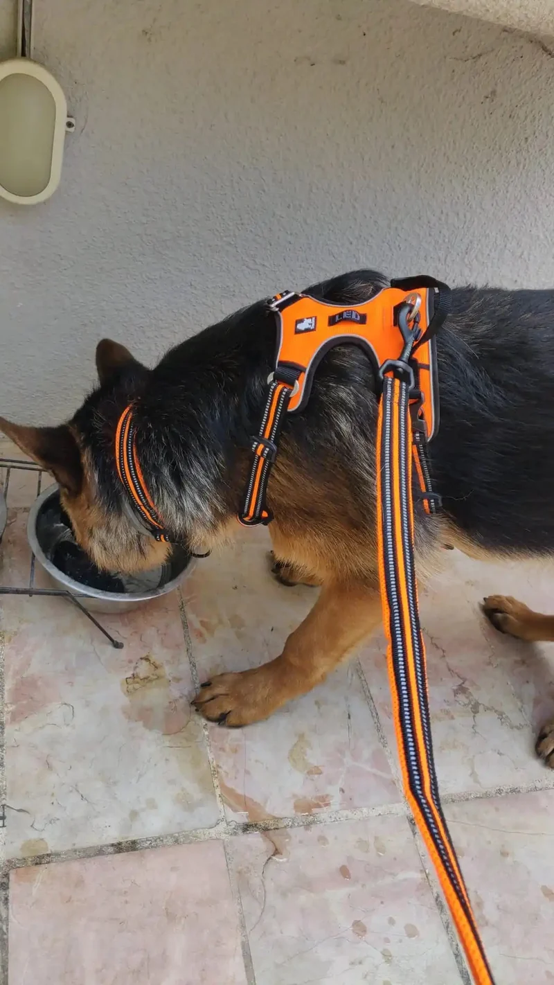 Hundehalsband mit 3M Reflexion