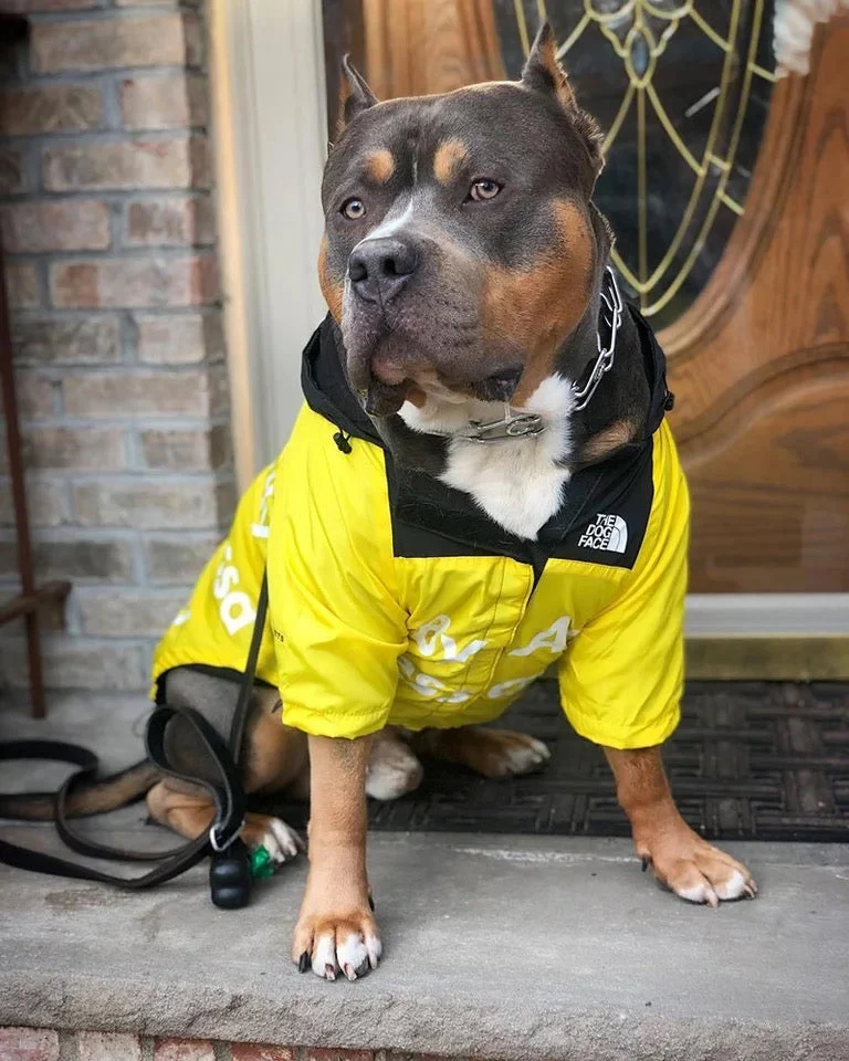 Hundejacke mit Kapuze „Reward of Treats“
