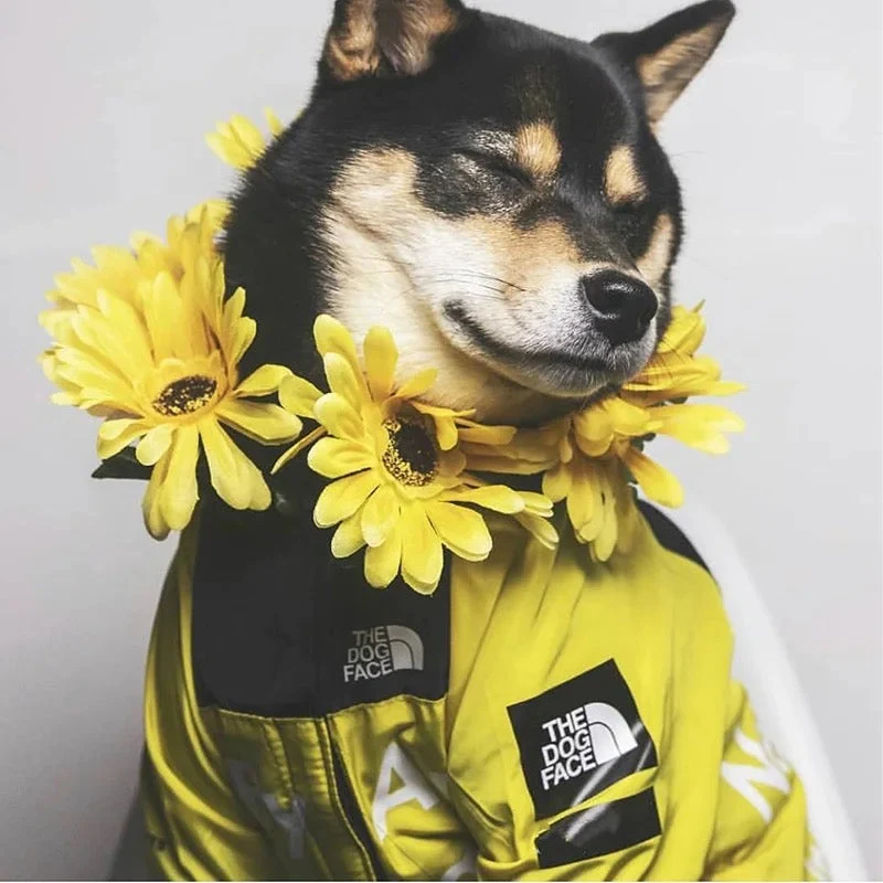 Hundejacke mit Kapuze „Reward of Treats“