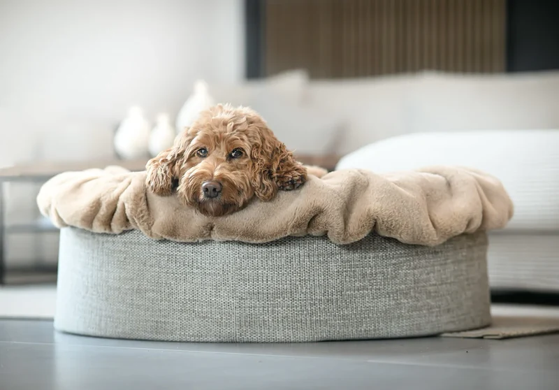 Hundebett Buddelnest - Karamell