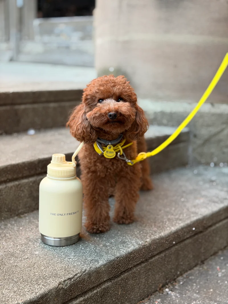 Portable water bottle