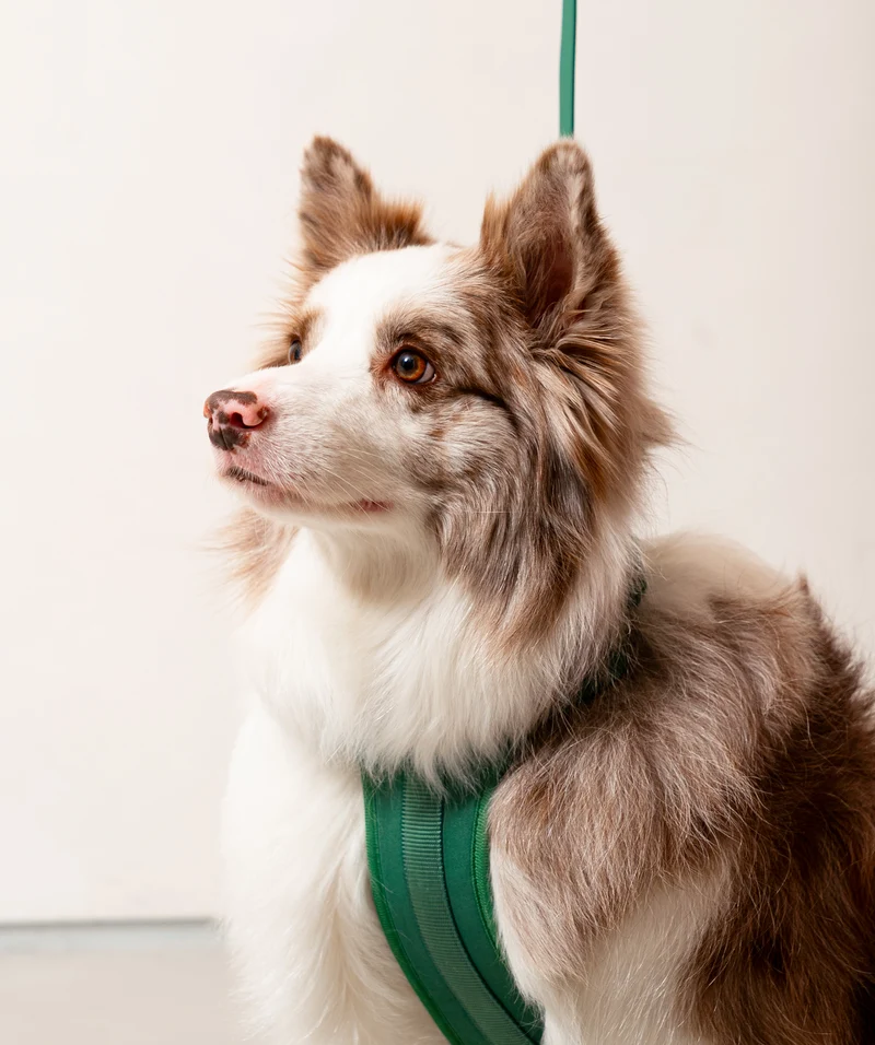 Smart Harness - Green