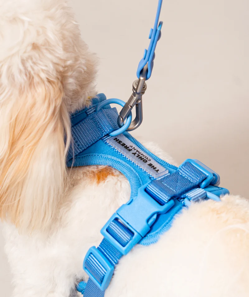 Smart Harness - Blue