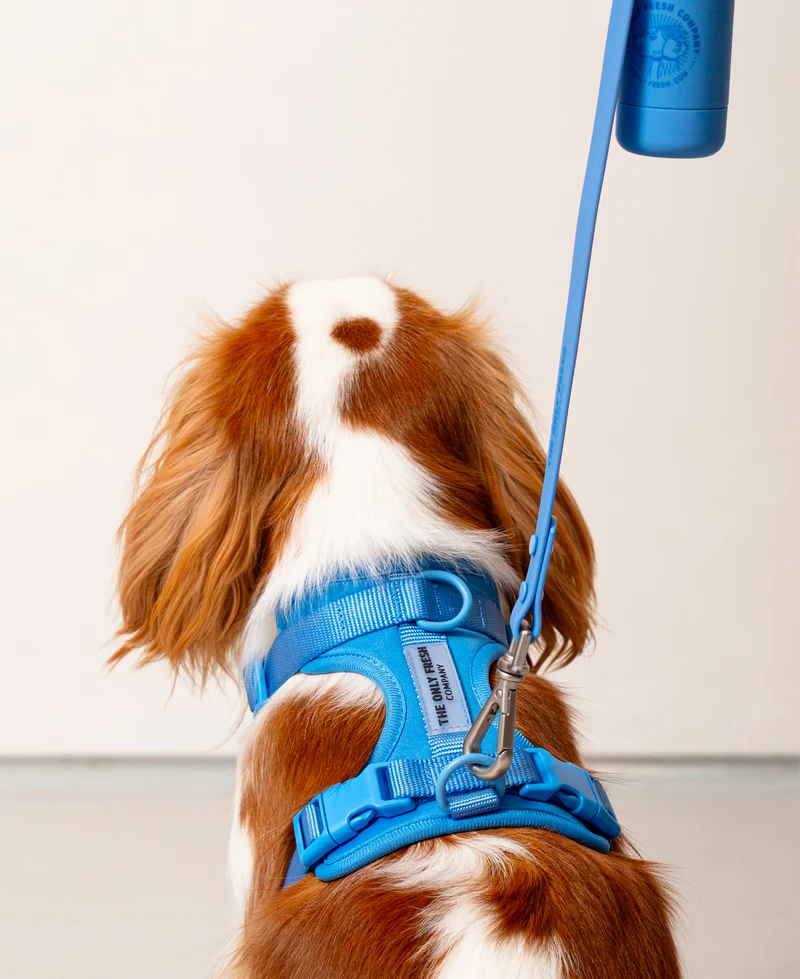 Smart Harness - Blue