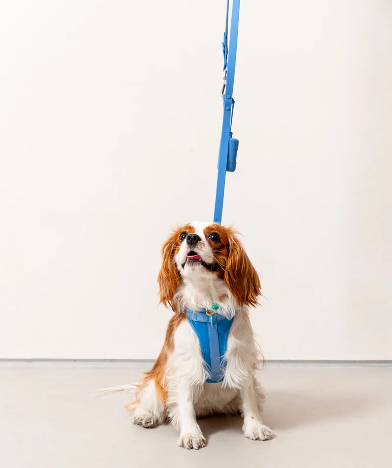Smart Harness - Blue