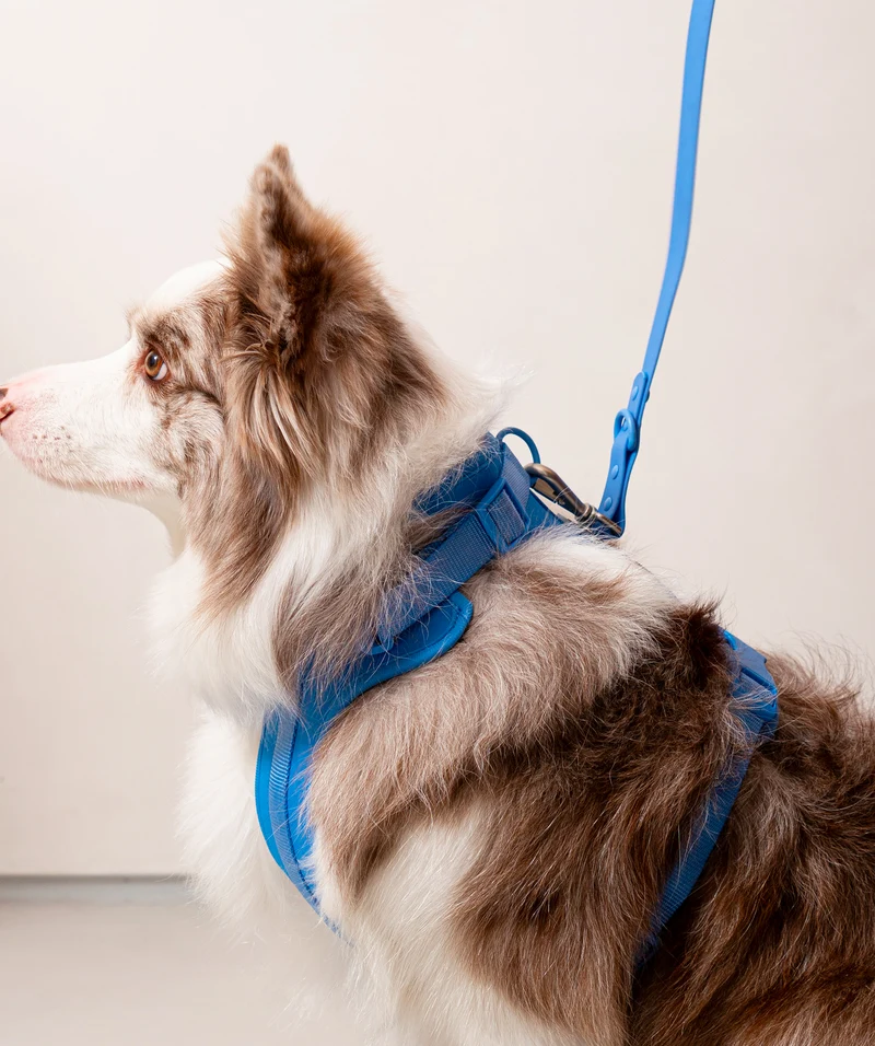 Smart Harness - Blue