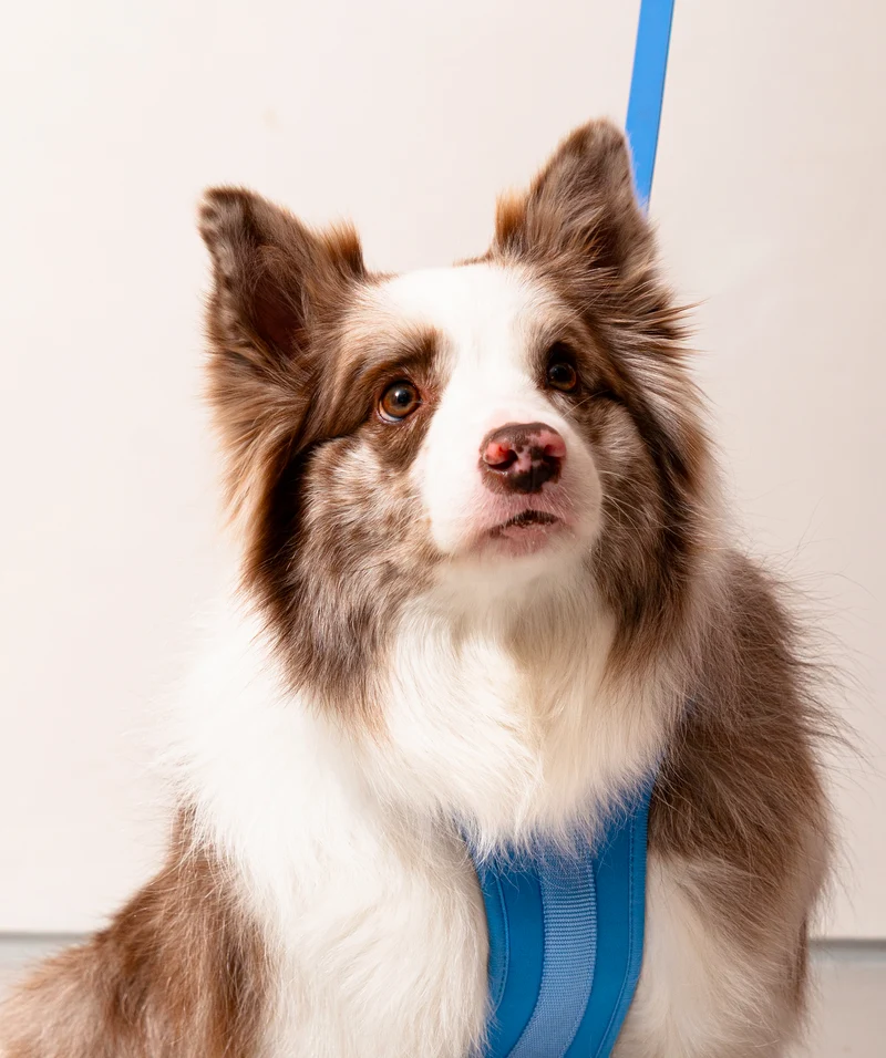 Smart Harness - Blue