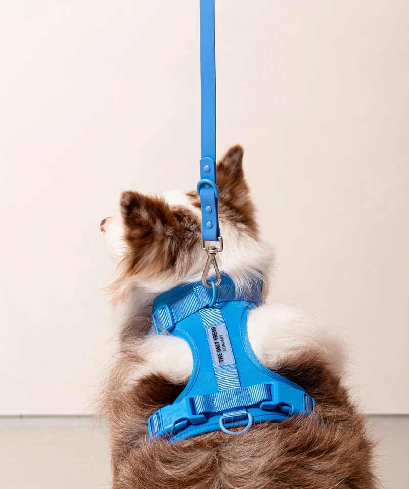Smart Harness - Blue