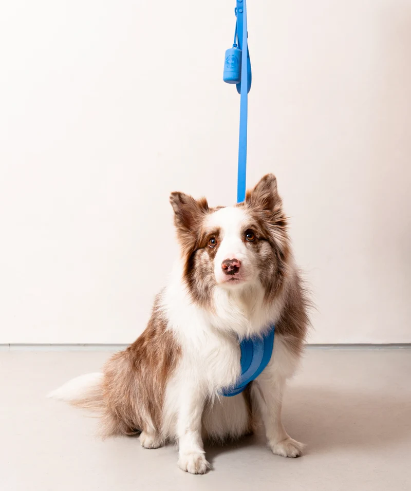 Smart Harness - Blue