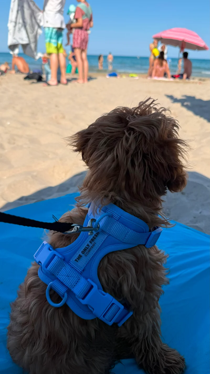 Smart Harness - Blue