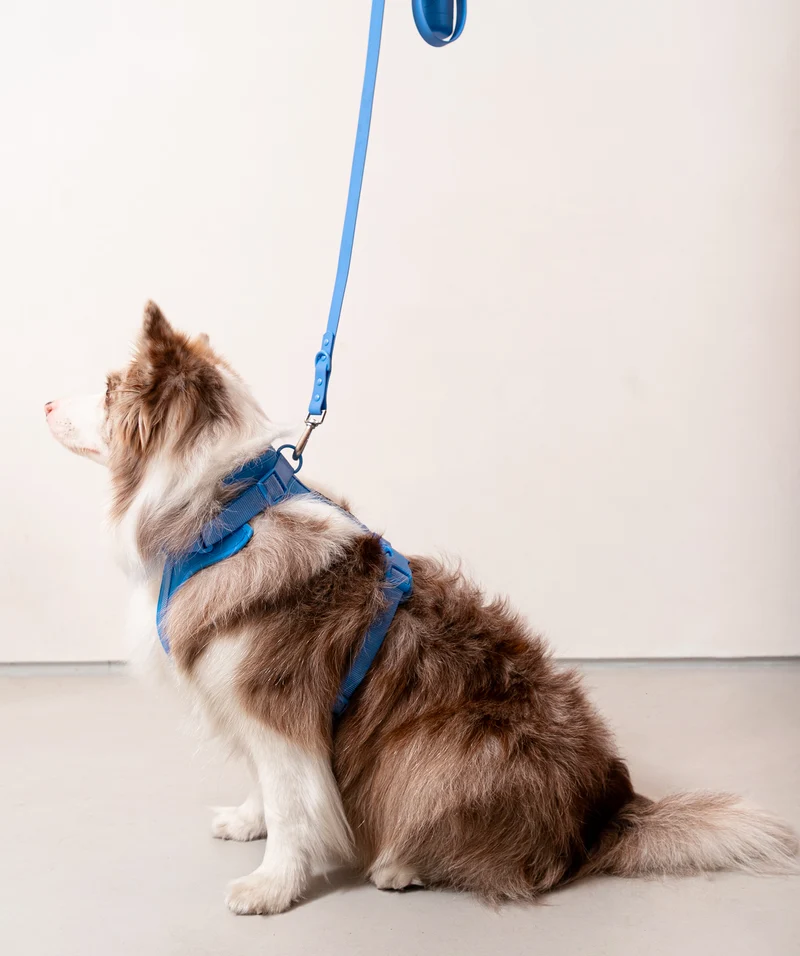 Smart Dog Leash - Blue