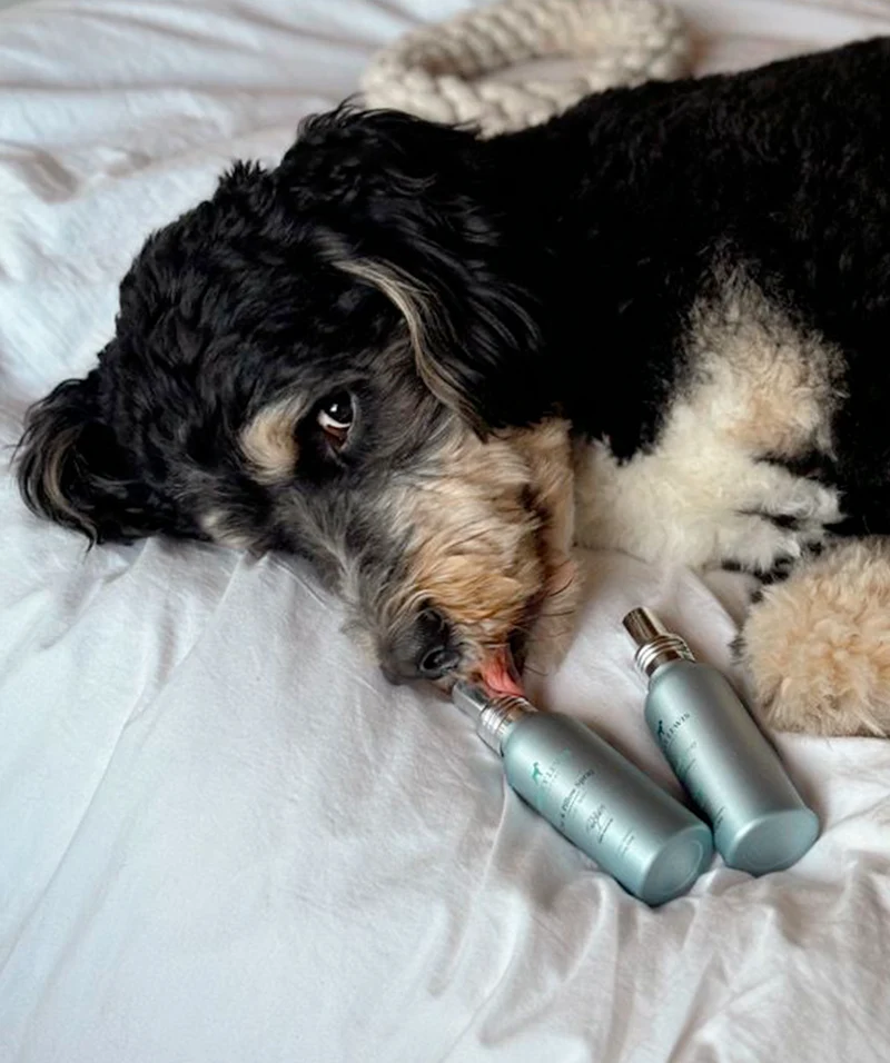 Car & Pillow spray